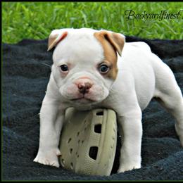 American Bulldog and French Bulldog Puppies from BackyardfinestBullys