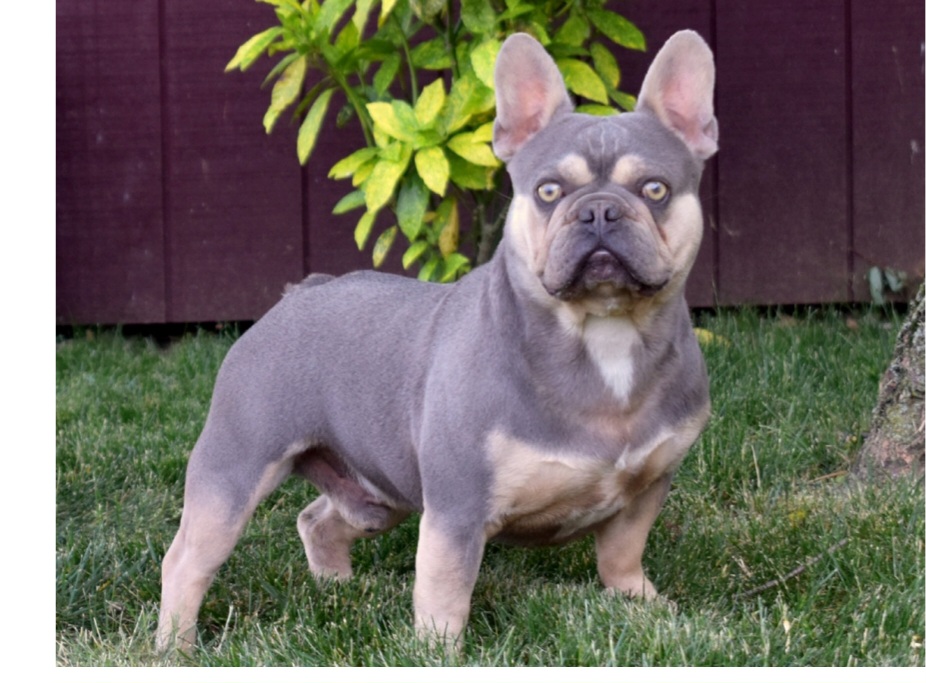 Ace - French Bulldog