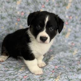 Knox - Black and white male Cardigan Welsh Corgi puppy in Hope, Arkansas from Foxy Knoll Farm