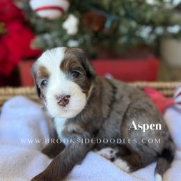 Aspen - Blue merle female Bernedoodle puppy in Murrieta, California from Brookside Bernedoodles
