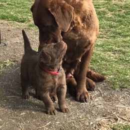Chesapeake Bay Retriever Puppies from Three Horses Chesapeakes