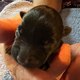 Boy 1 - Black male Scottish Terrier puppy in Asheboro, North Carolina from Gail's Scottish Terriers