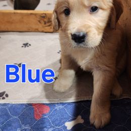 Blue - Golden male Golden Retriever puppy in Lucasville, Ohio from Halo Kennels