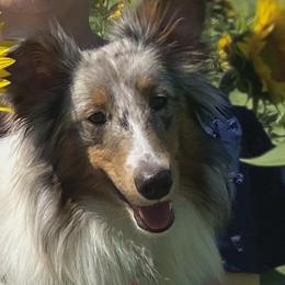 Gordy - Shetland Sheepdog