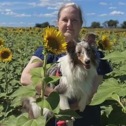 Gordy - Shetland Sheepdog