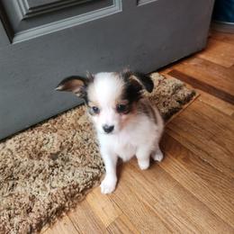 Aramis. Boy 3 - Fawn and white male Papillon puppy in Bon Aqua, Tennessee from Rene's Papillon
