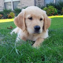 Golden Retriever Puppies from Arkansas River Golden Retrievers