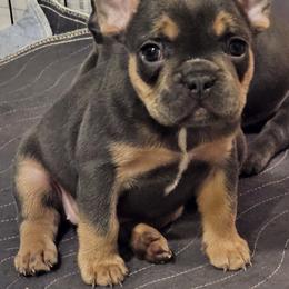French Bulldog Puppies from Vivante French Bulldogs