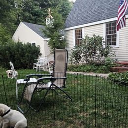 Labrador Retriever Puppies from Gabriel Ben-Yosef