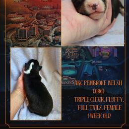 Robin - Black and white female American Corgi puppy in Mansfield, Ohio from Moonrise corgis