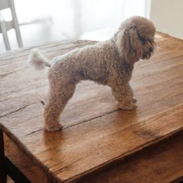 Amethyst - Poodle