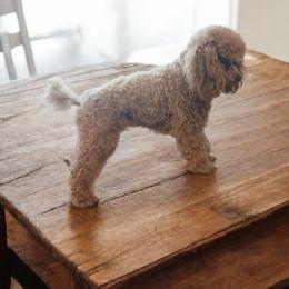 Amethyst - Poodle