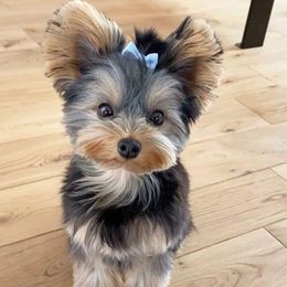 Yorkshire Terriers from Wood's Yorkies