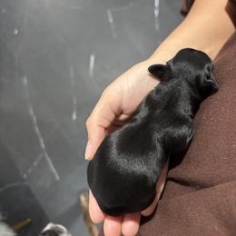 Opal July - Black female Dachshund puppy in Englewood, Ohio from TS Dachshunds