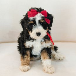 Red Collar Female 'Country' - Tri-color female Bernedoodle puppy in Kamas, Utah from A + E Farms