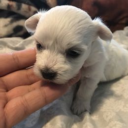 Maltese Puppies from Emotional Amor Support