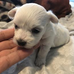 Maltese Puppies from Emotional Amor Support