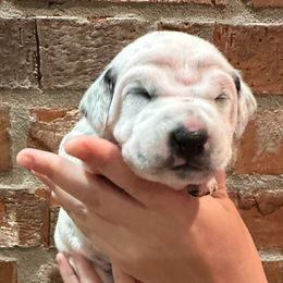 Dalmatian Puppies from Cowart’s Dalmatians