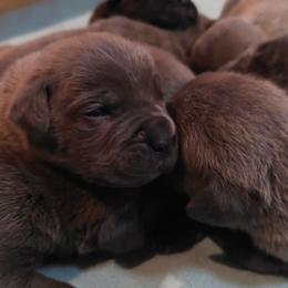 Boy 2 - Gray male Cane Corso puppy in Nashville, Tennessee from Prestigious K9