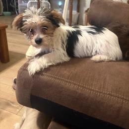 Ink Puppy - Parti male Yorkshire Terrier puppy in Black Canyon City, Arizona from Sweet Hart Yorkies