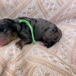 Green - Blue merle male Bernedoodle puppy in Charleston, South Carolina from Palm Belle Doodles
