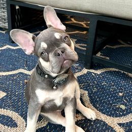 French Bulldog Puppies from Prestige French Bulldogs