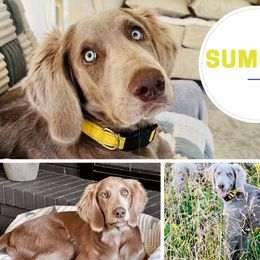 Summer - Long Haired Weimaraner puppy from Heavenly Longhaired Weimaraner’s