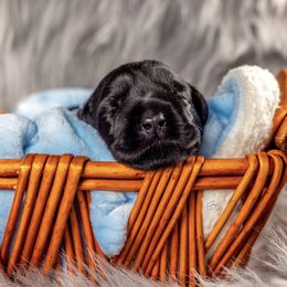 Giant Schnauzer Puppies from Giant Strides Giants