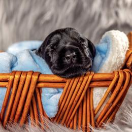 Giant Schnauzer Puppies from Giant Strides Giants
