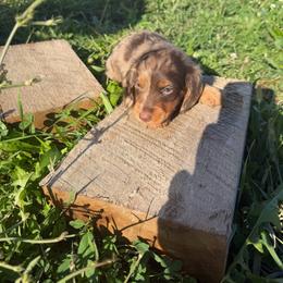 Chocolate Dapple Milo - Dapple male Dachshund puppy in Springfield, Ohio from LUXEYPUPS