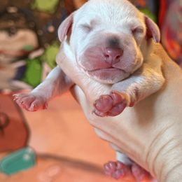 1st pick male - White and black male Dalmatian puppy in Lake Mathews, California from Bully Market