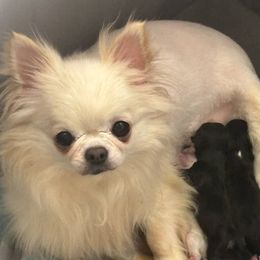 Celeste - Chihuahua