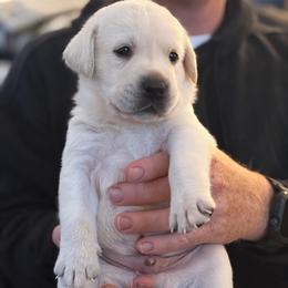 Orange - Yellow male Labrador Retriever puppy in Temecula, California from Oak Valley Labradors