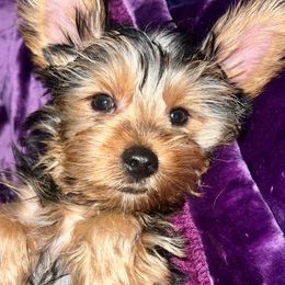 Yorkshire Terrier Puppies from YorkiStars