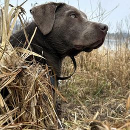 Dilute Retriever and Labrador Retriever Puppies from SmoKy Hills Labradors