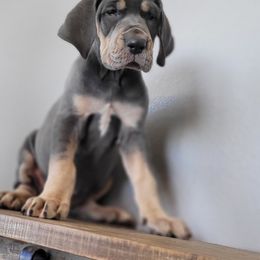 Great Dane Puppies from Bellaire Great Danes