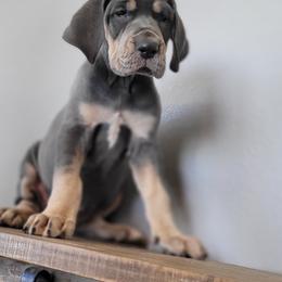 Great Dane Puppies from Bellaire Great Danes