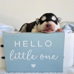 Jett - Black male Siberian Husky puppy in Jacksonville, North Carolina from Seabound Siberians