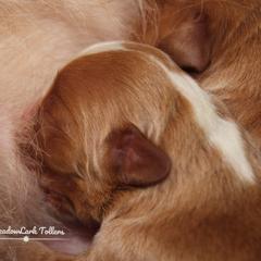 Nova Scotia Duck Tolling Retriever Puppies from Meadowlark Tollers