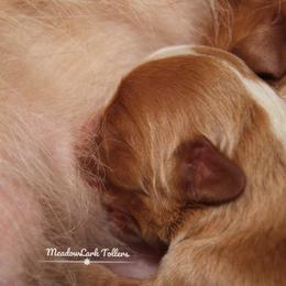 Nova Scotia Duck Tolling Retriever Puppies from Meadowlark Tollers