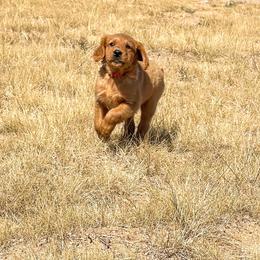Roxy - Golden female Golden Retriever puppy in Wellington, Colorado from High Country Golden Retrievers