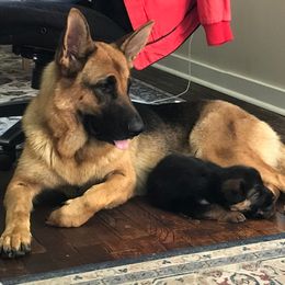 Mika - German Shepherd