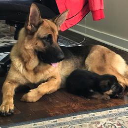 Mika - German Shepherd