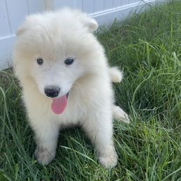Girl 2 - Samoyed puppy in West Jordan, Utah from My Samoyed Family