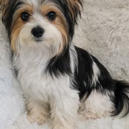 Peekatchu - Biewer Terrier