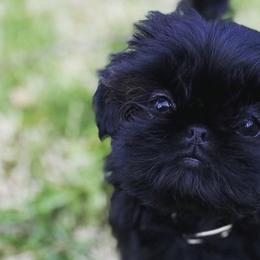 Shih Tzu Puppies from Majesty’s Shih Tzus