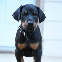 Riot - Black and rust male Doberman Pinscher puppy in Overton, Texas from Obsidian Kennel