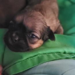 Spankie - Sable male Shih Tzu puppy in Newport, Arkansas from Gina's Lil Zues and Yorkies Kennel