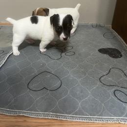 Border Collie and Jack Russell Terrier Puppies from CP FARMS BORDER COLLIES N JACKS CORP
