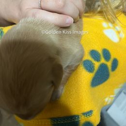 Golden Retriever Puppies from Golden Kiss Retrievers